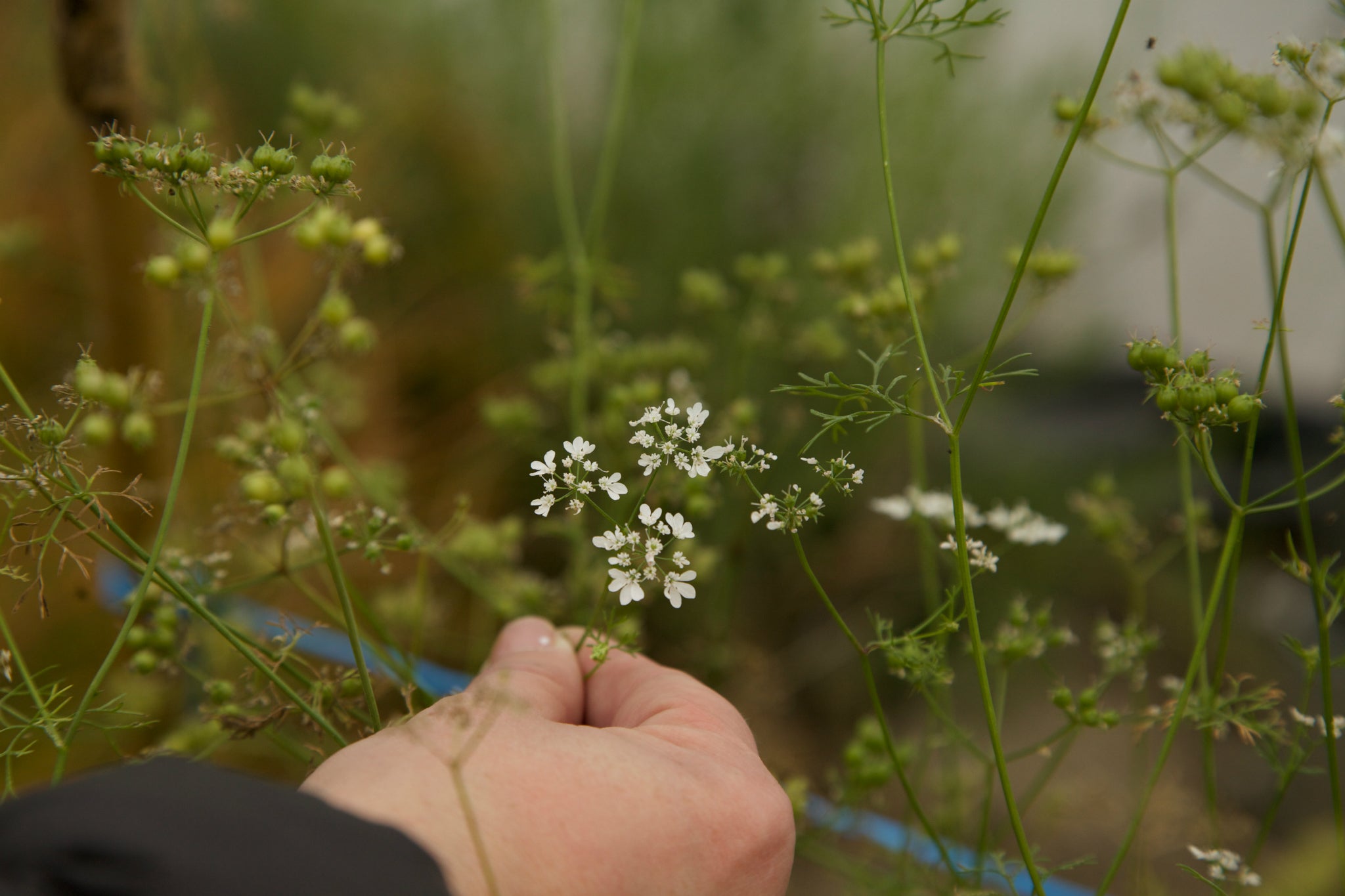 Person picking Orkney gin botanicals