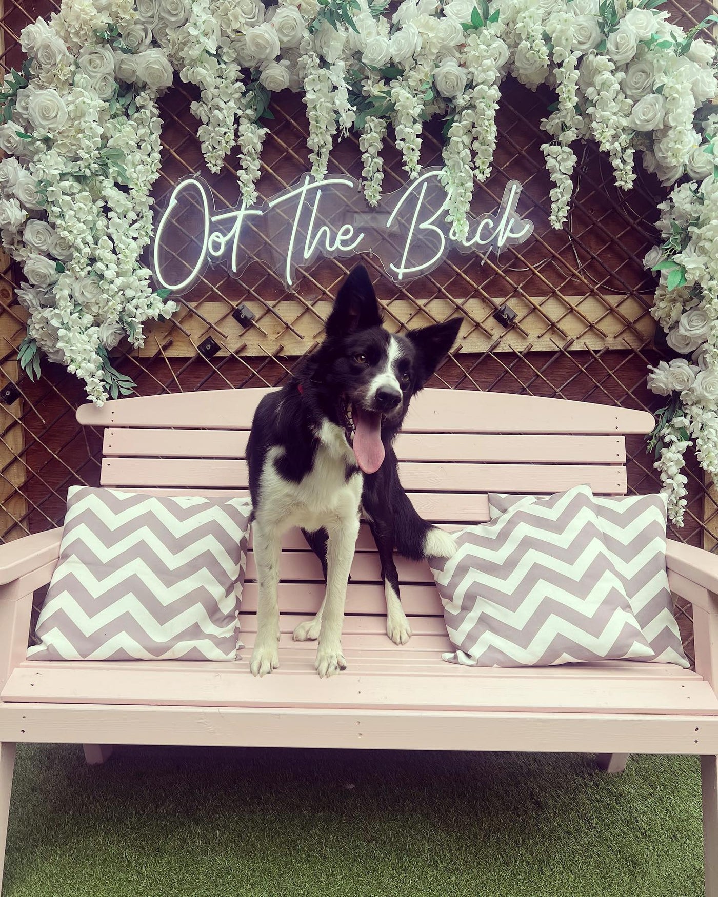 Dog on a bench at Oot the Back, Orkney Distilling's outdoor garden bar