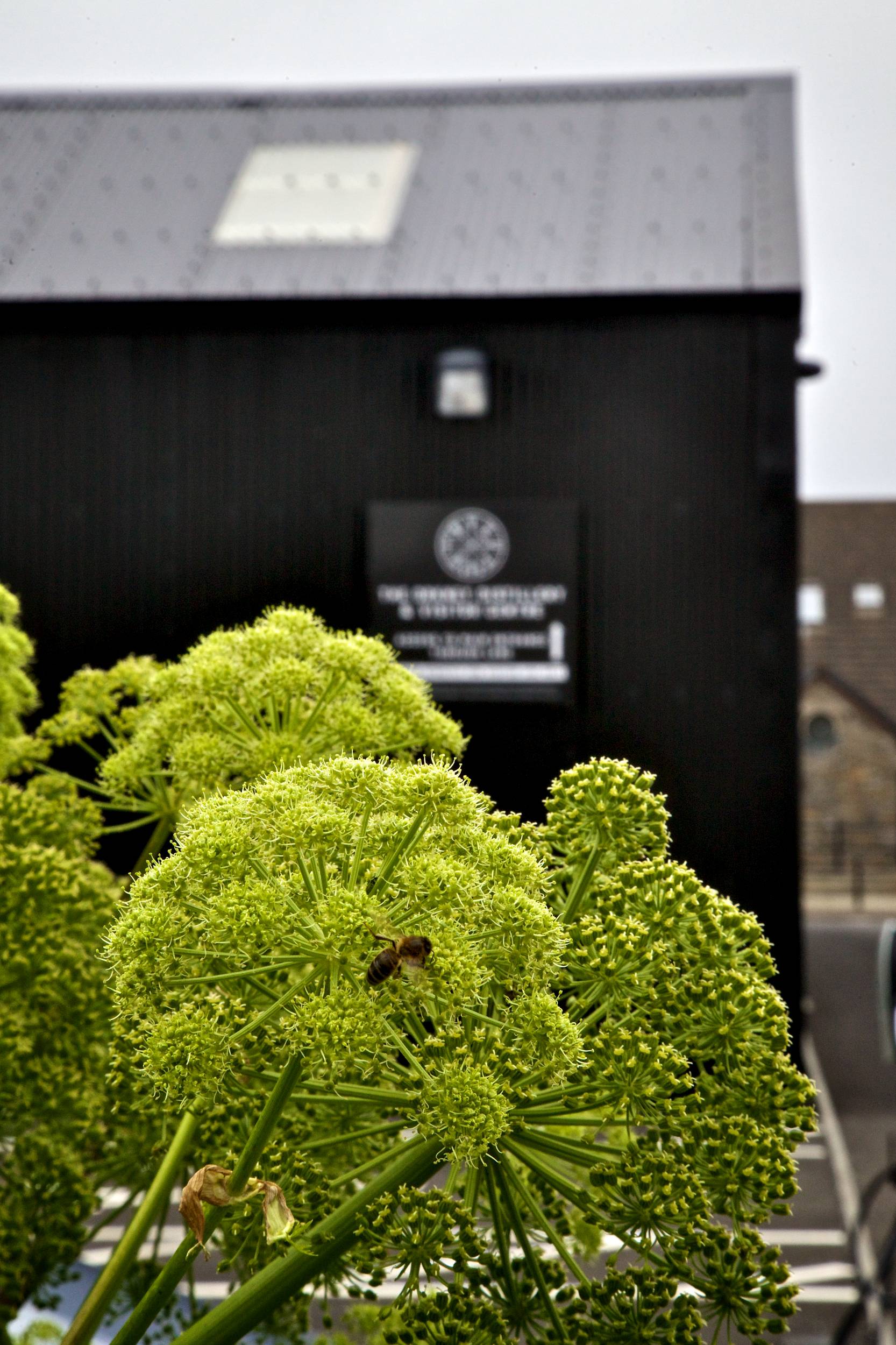 Orkney gin botanicals outside the distillery